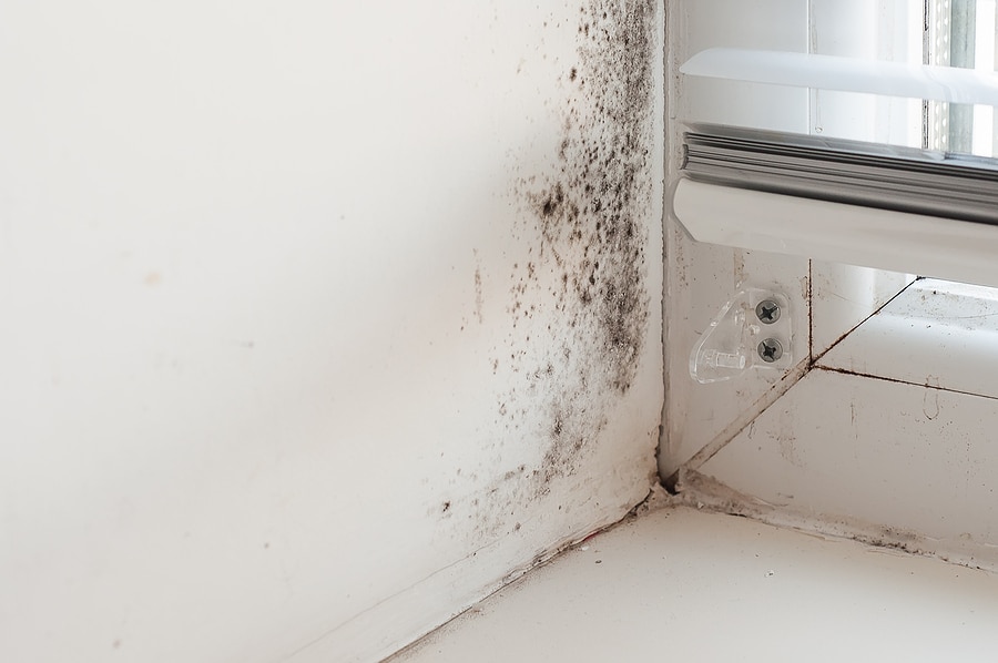 4 Common Areas for Mold Growth in Commercial Buildings